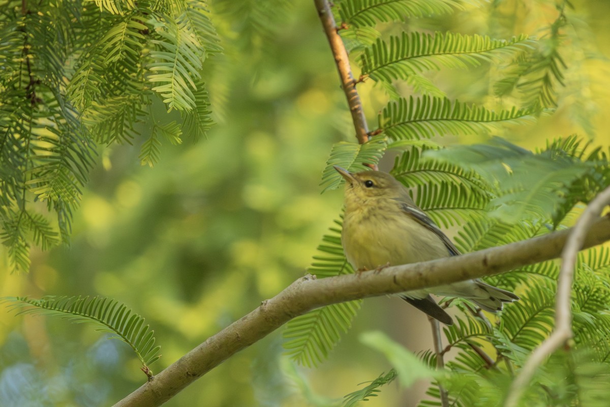 Tennessee Warbler - ML623976111