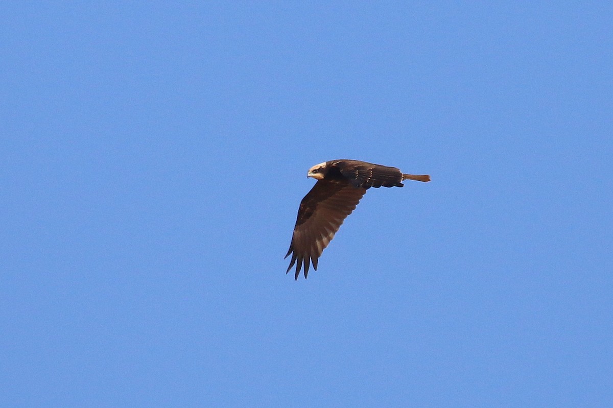 Western Marsh Harrier - ML623976112