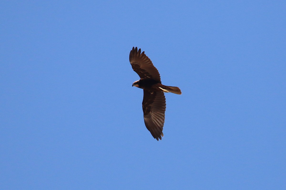 Western Marsh Harrier - ML623976113