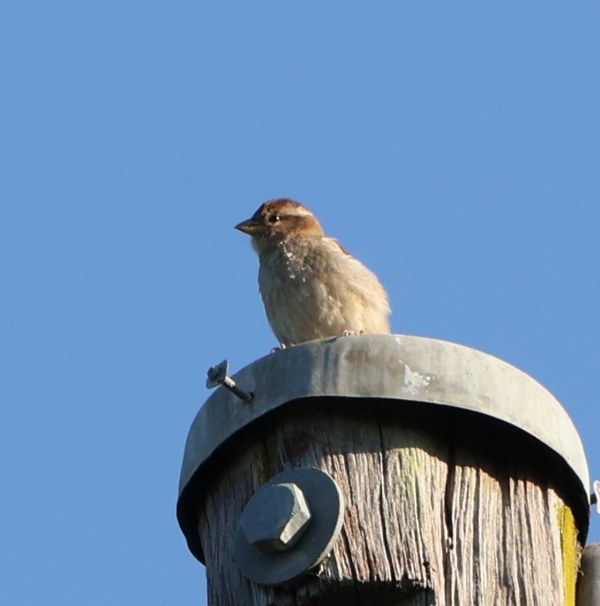 Moineau domestique - ML623976115