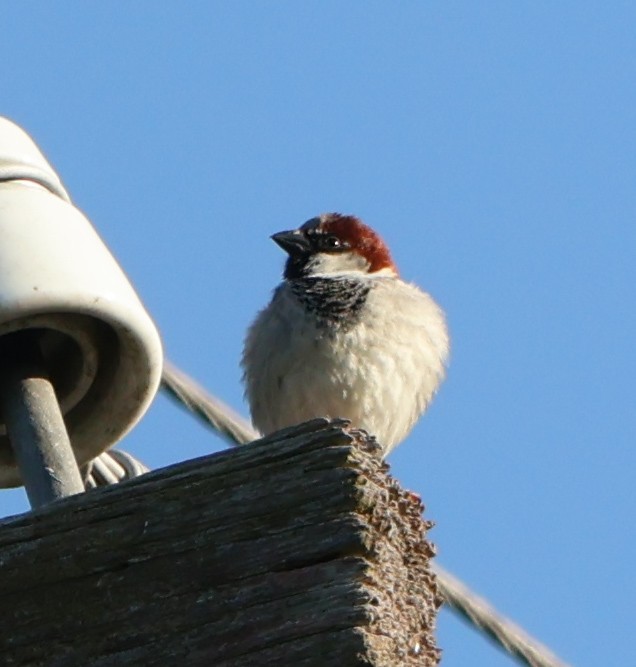 House Sparrow - ML623976116