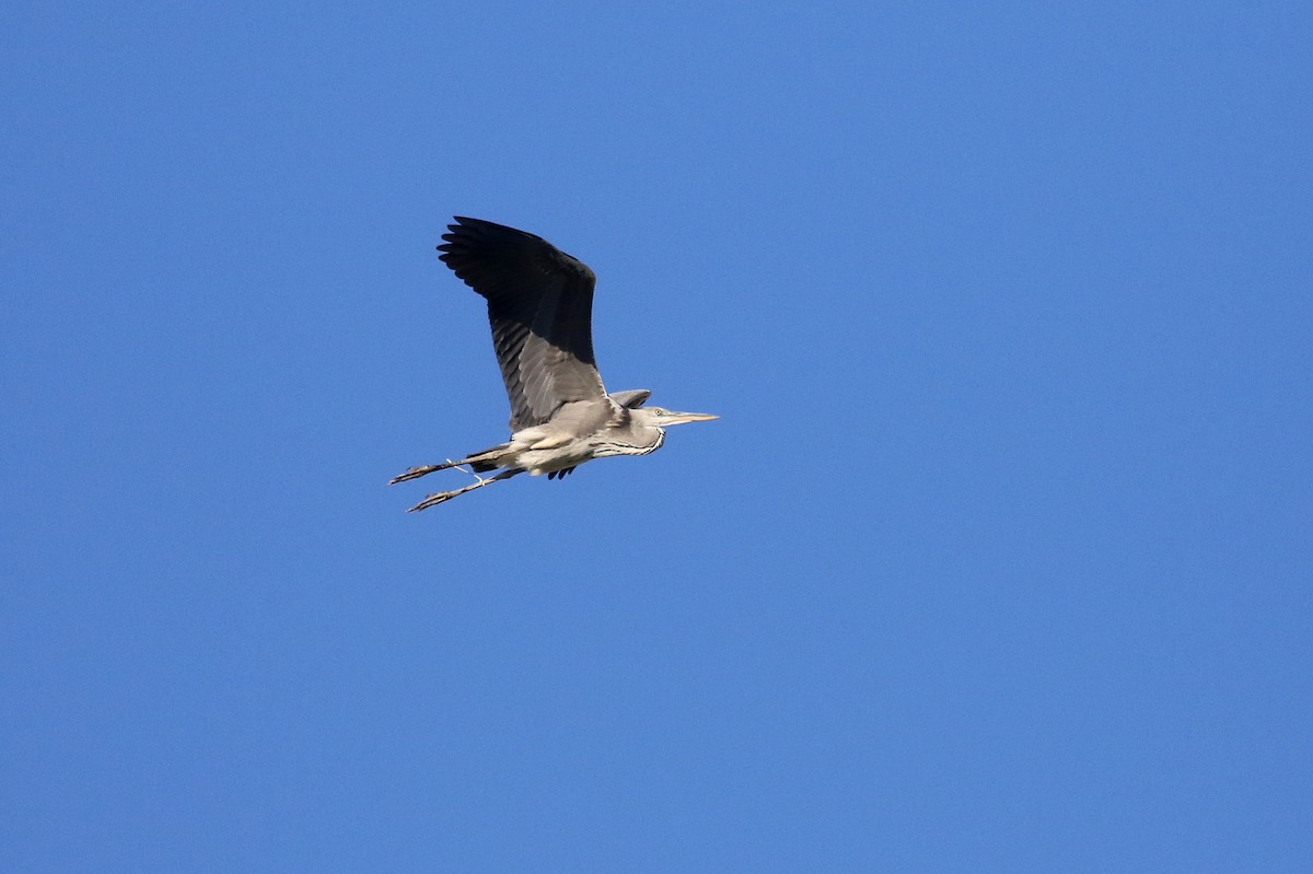 Gray Heron - ML623976117