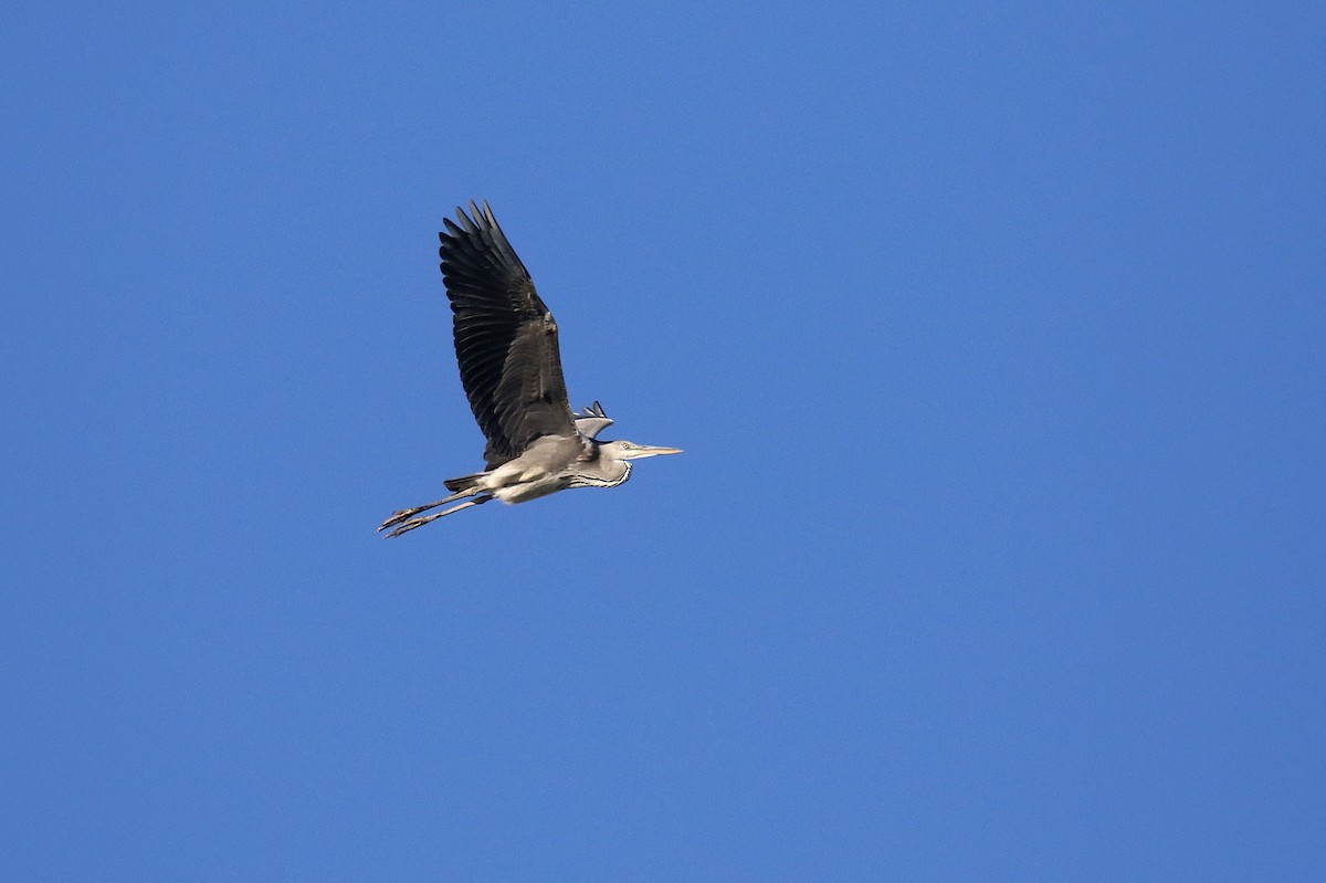 Gray Heron - ML623976118