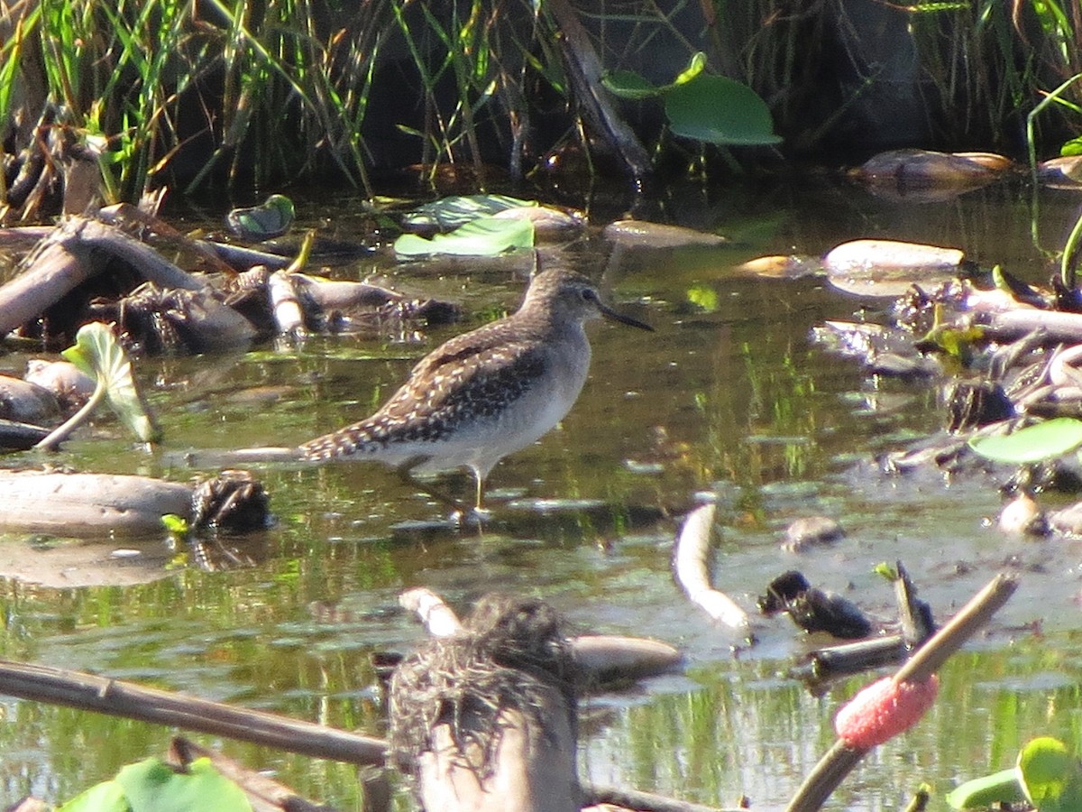 Wood Sandpiper - ML623976119