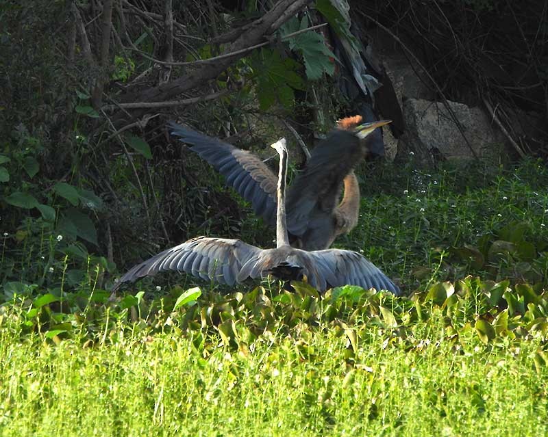 Gray Heron - ML623976120