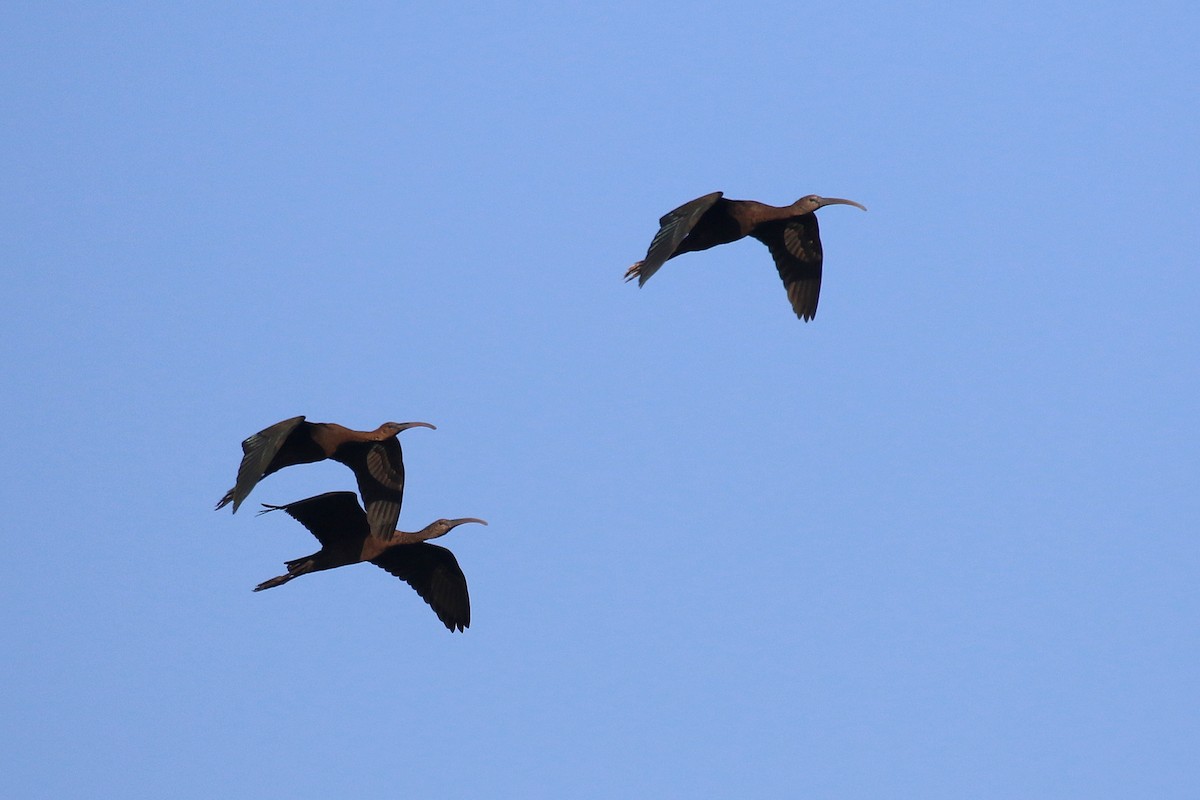 Glossy Ibis - ML623976121