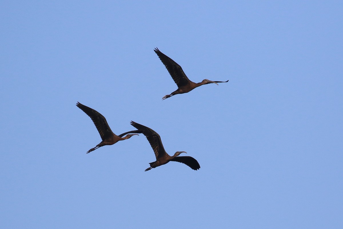 Glossy Ibis - ML623976122