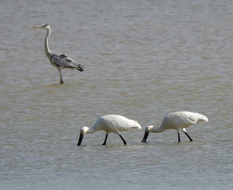 Eurasian Spoonbill - ML623976124