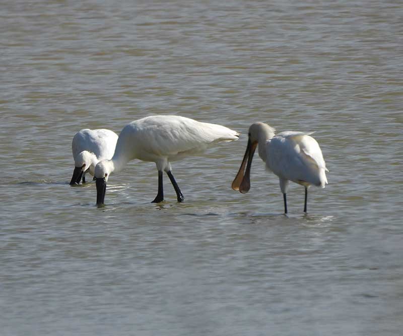 Eurasian Spoonbill - ML623976125