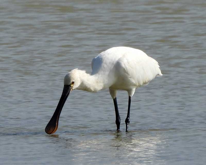 Eurasian Spoonbill - ML623976126