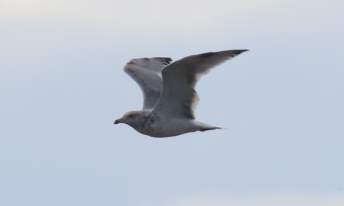 Ring-billed Gull - ML623976127