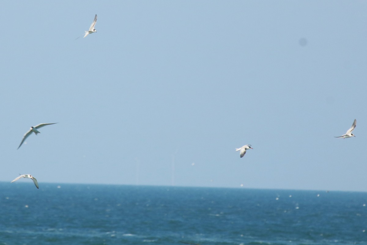 Common Tern - Jan Roedolf