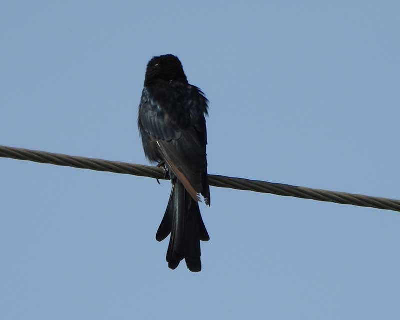 Black Drongo - ML623976129