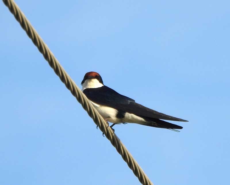 Wire-tailed Swallow - ML623976130