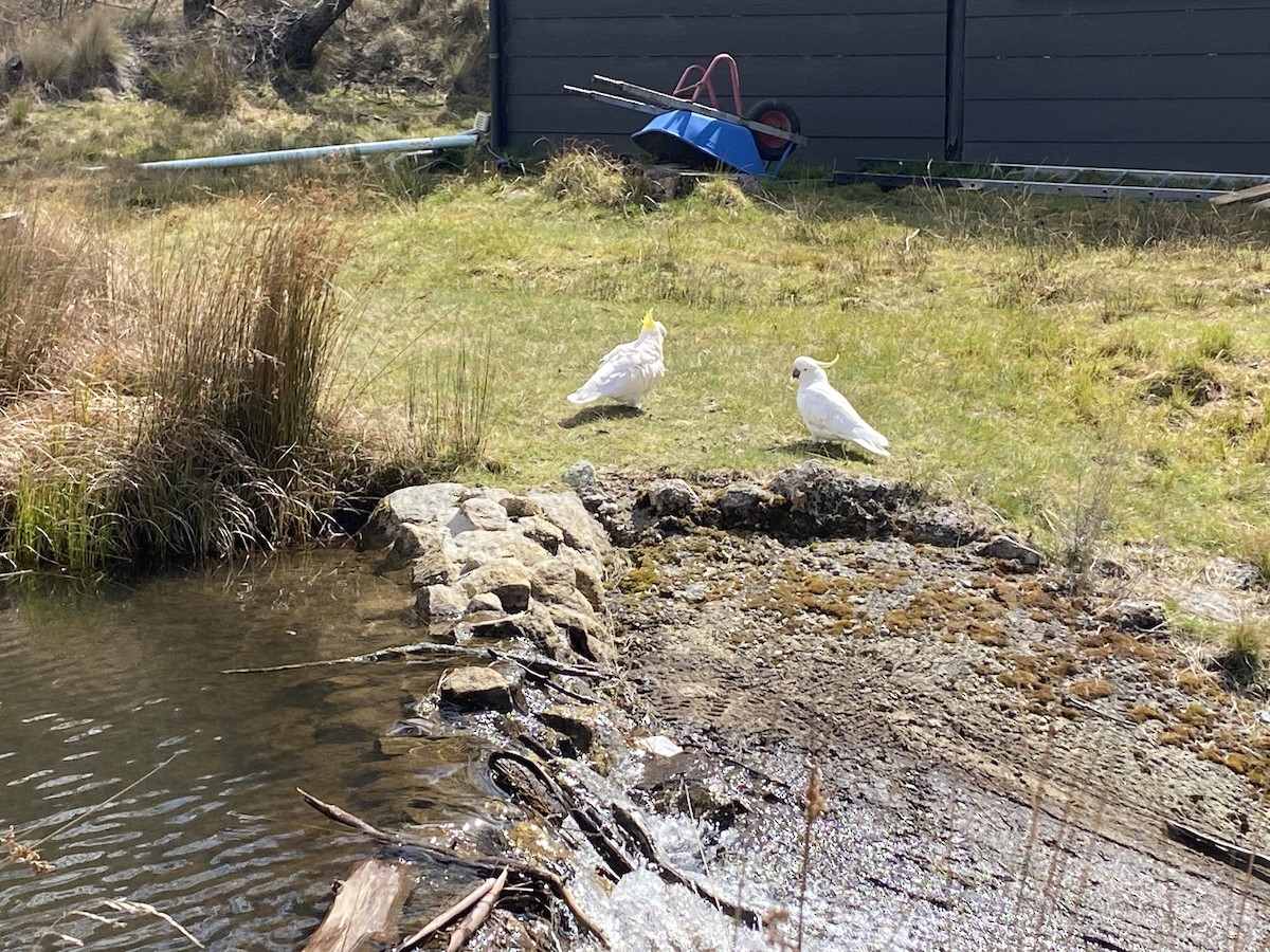 Sulphur-crested Cockatoo - ML623976133