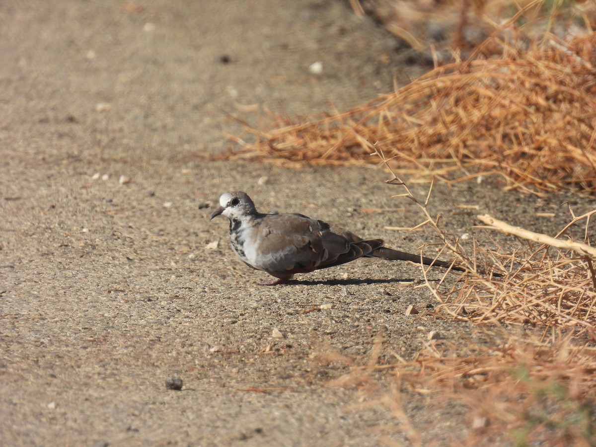 Namaqua Dove - ML623976134