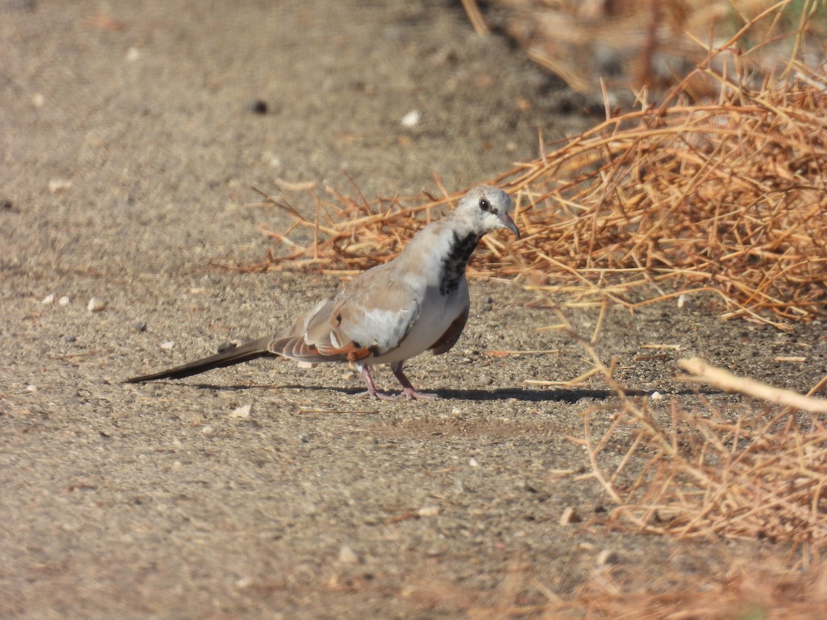 Namaqua Dove - ML623976135