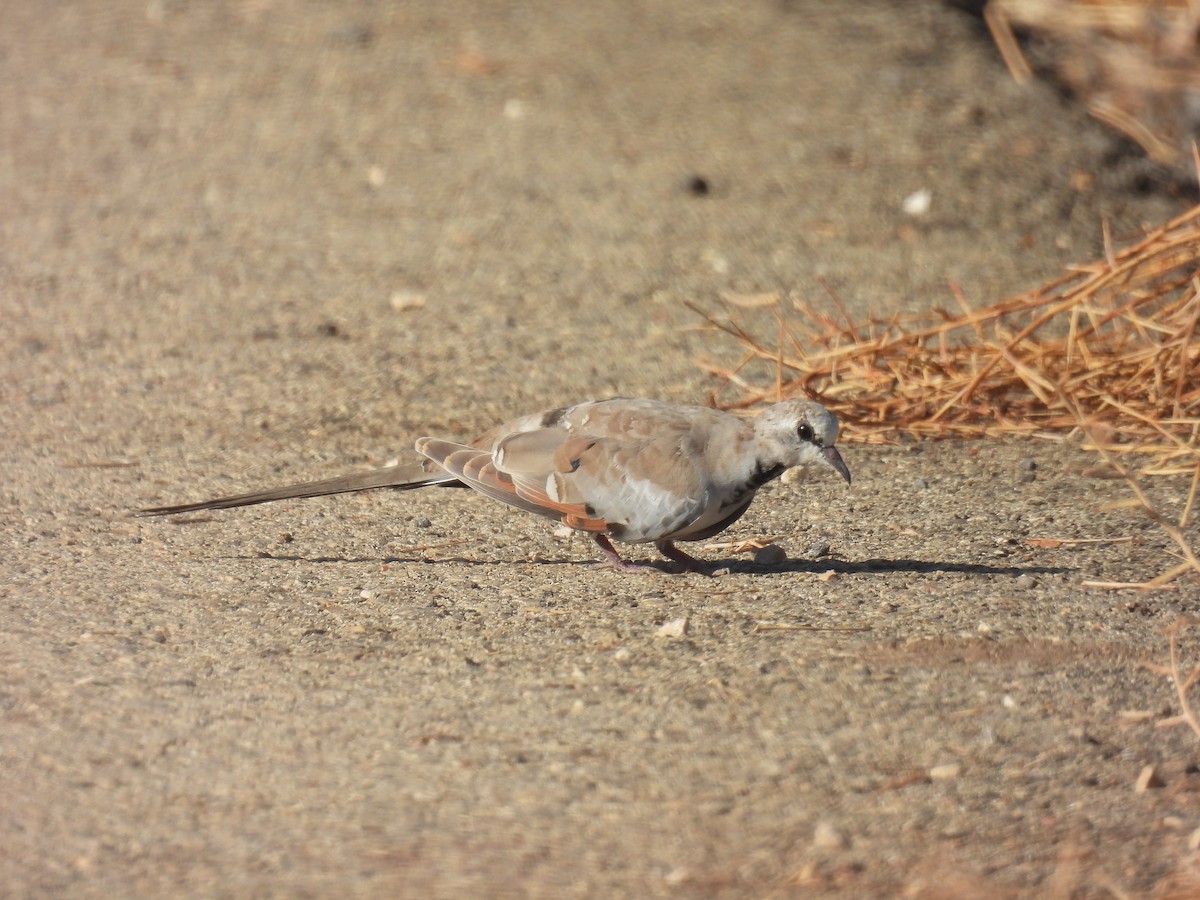 Namaqua Dove - ML623976136