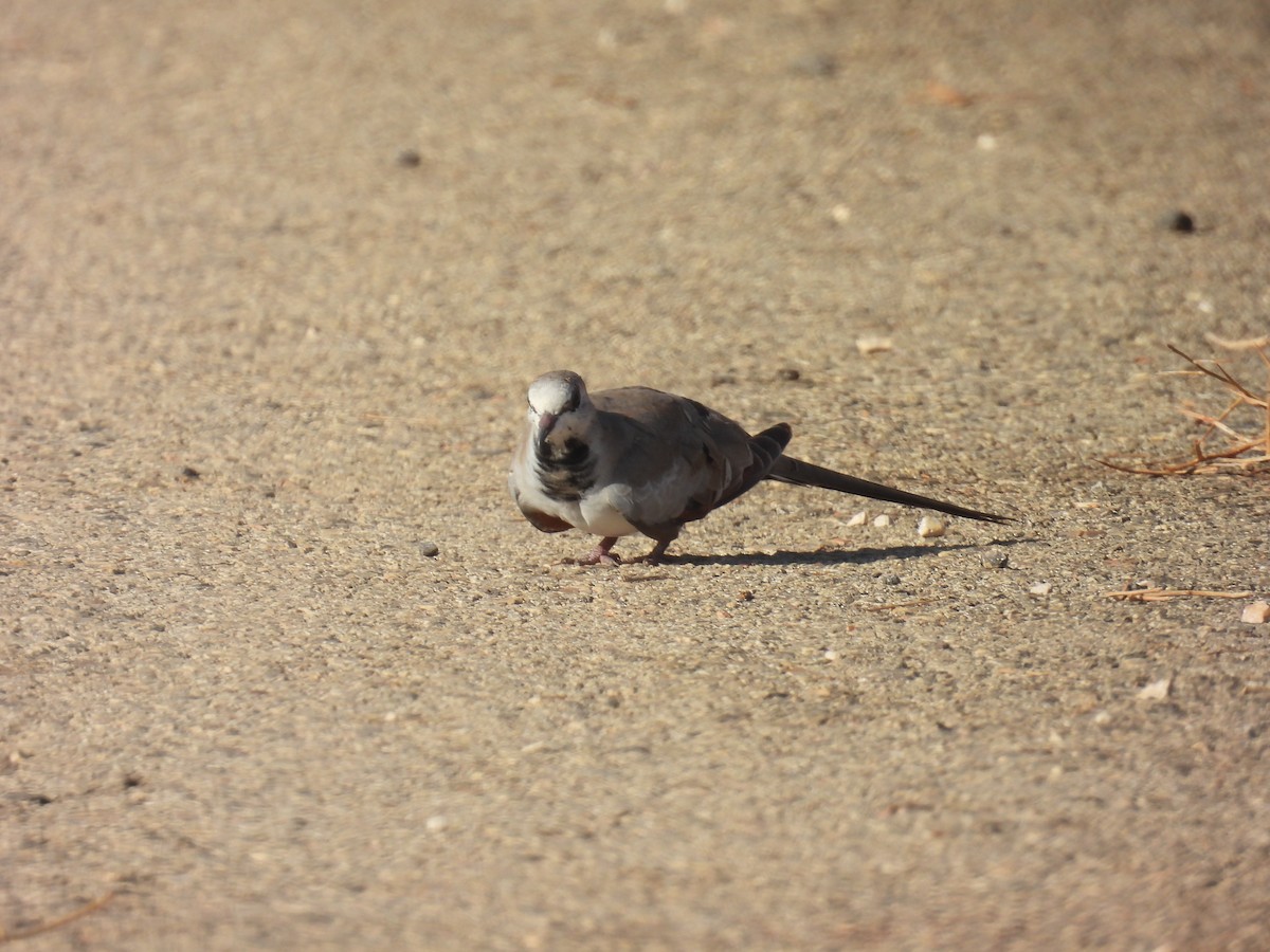 Namaqua Dove - ML623976137