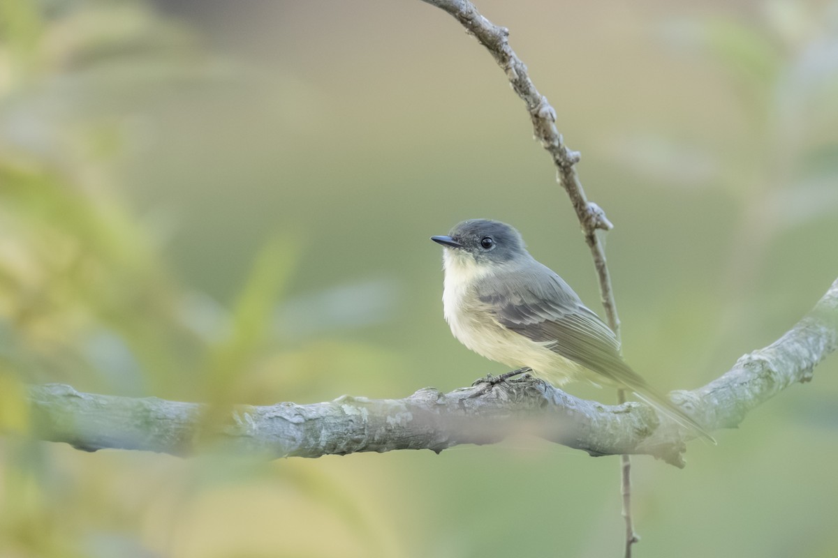 Eastern Phoebe - ML623976138