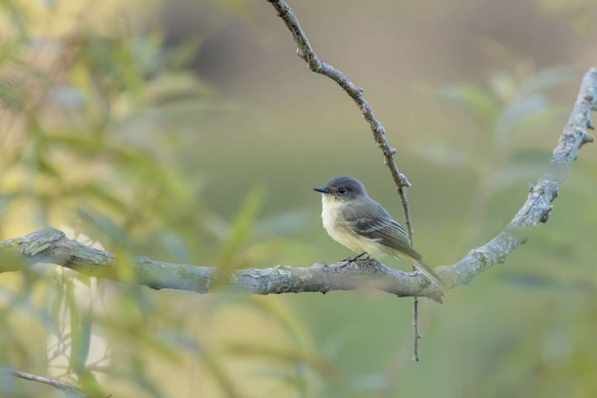 Eastern Phoebe - ML623976139