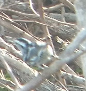 Black-and-white Warbler - ML623976140