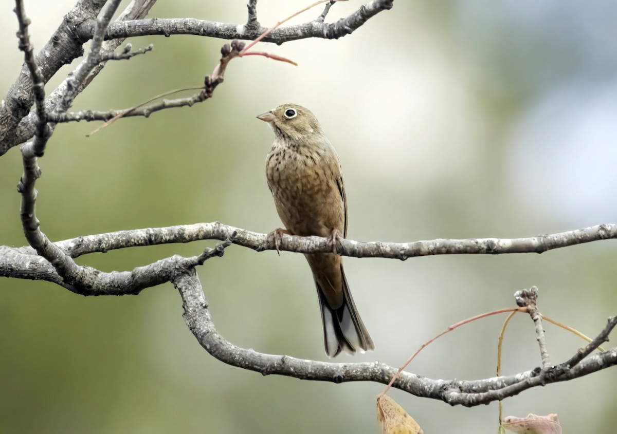 Cretzschmar's Bunting - ML623976142