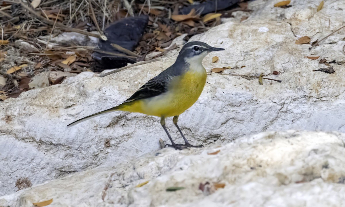 Gray Wagtail - ML623976143