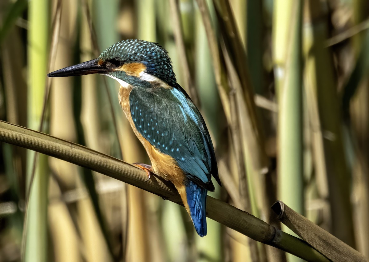 Martin-pêcheur d'Europe - ML623976144