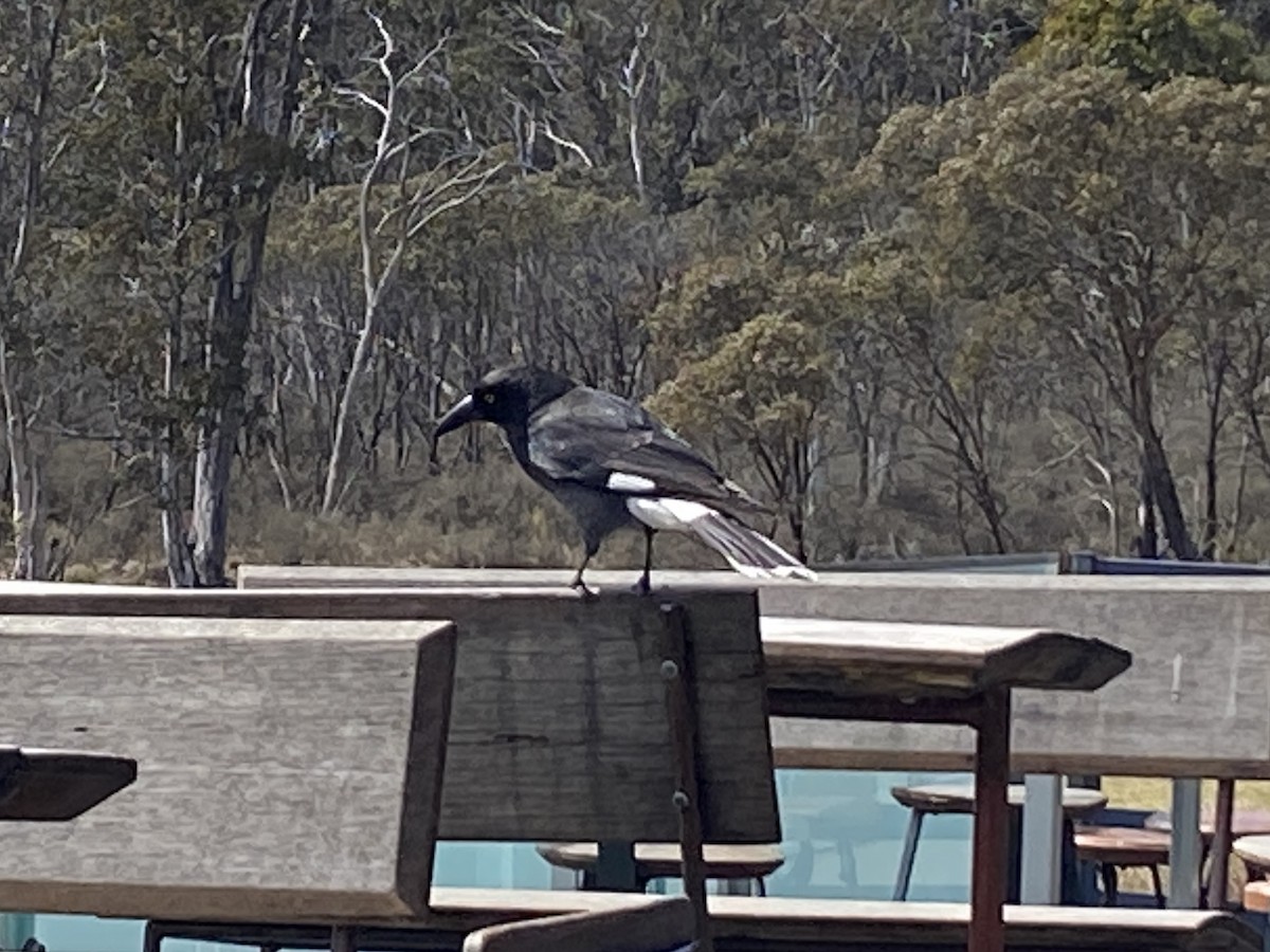 Pied Currawong - ML623976145