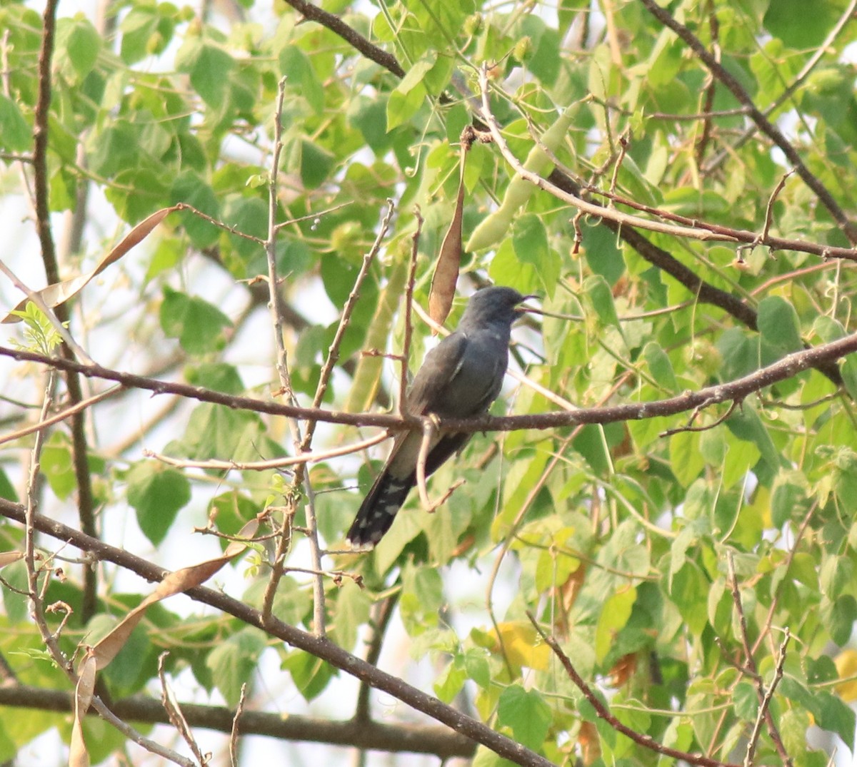 Gray-bellied Cuckoo - ML623976159