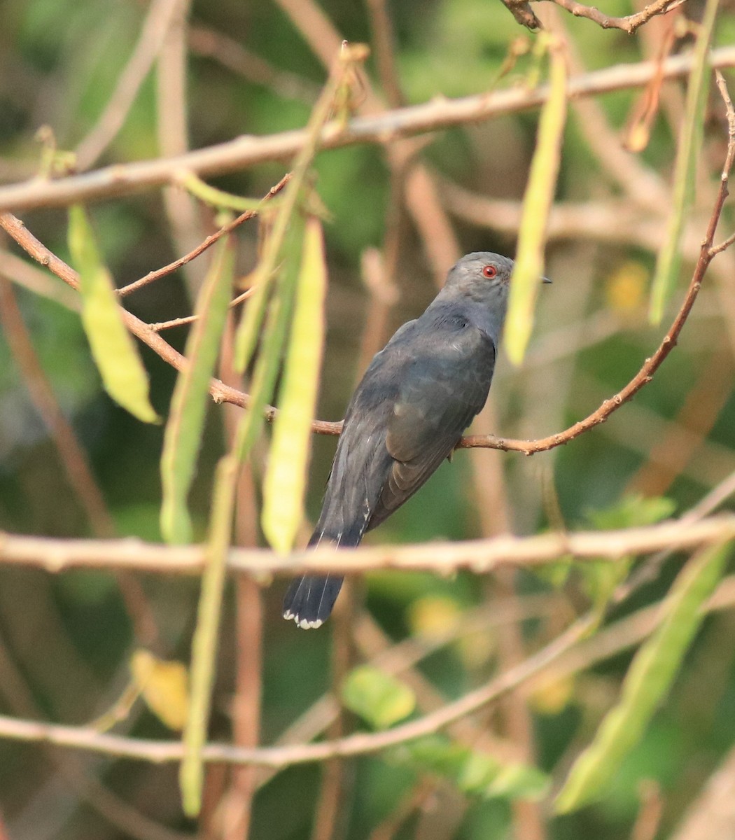 Gray-bellied Cuckoo - ML623976161