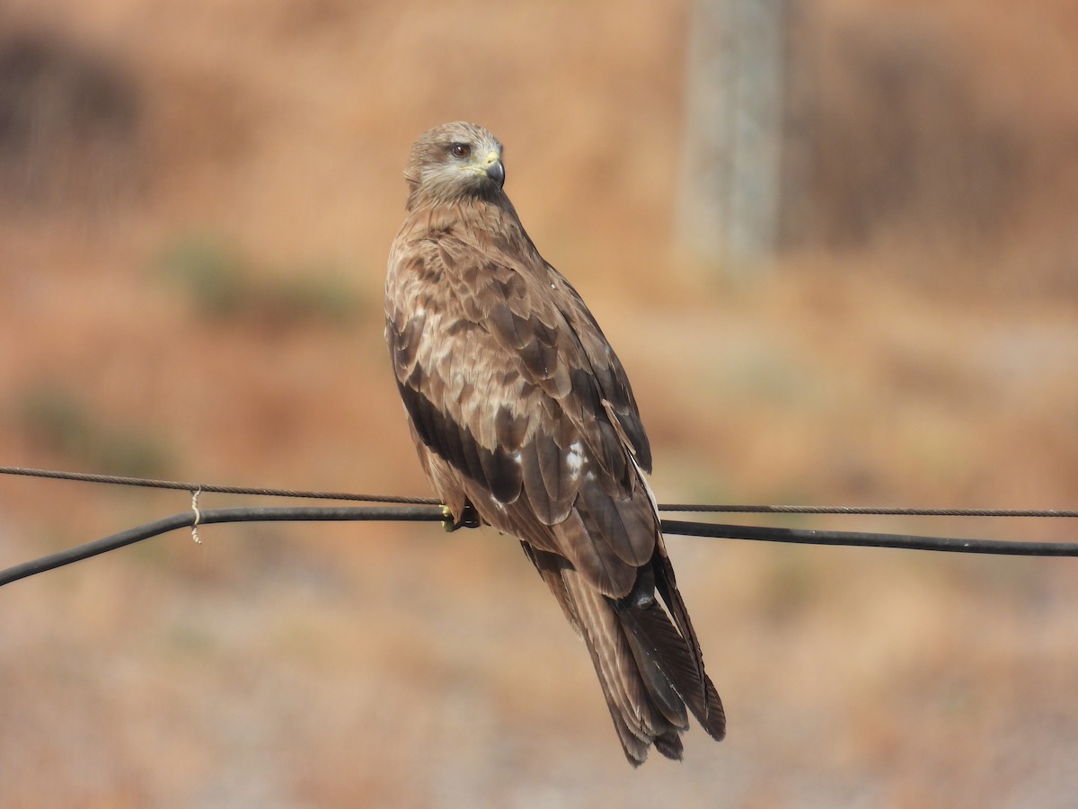 Black Kite - ML623976168