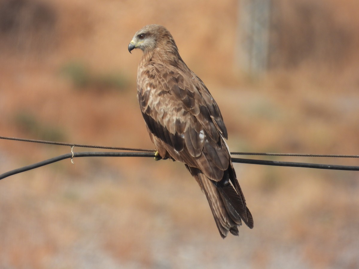 Black Kite - ML623976169