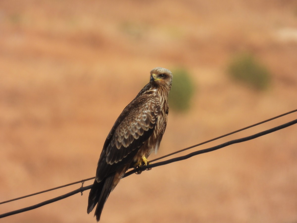 Black Kite - ML623976170