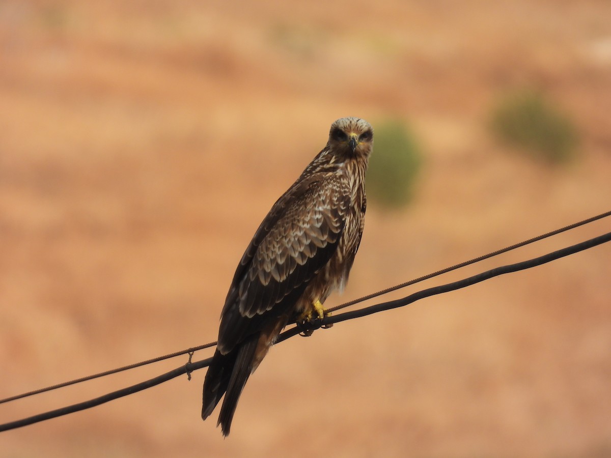 Black Kite - ML623976171