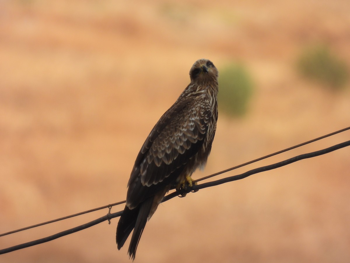 Black Kite - ML623976172