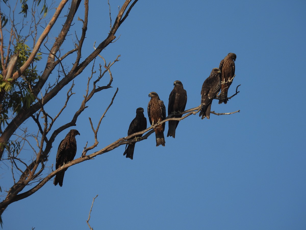 Black Kite - ML623976173