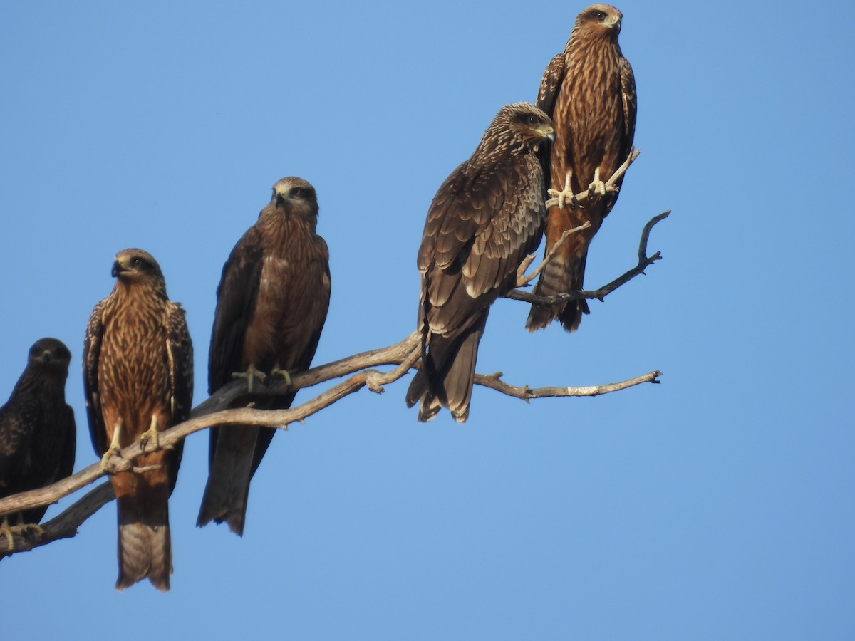 Black Kite - ML623976174