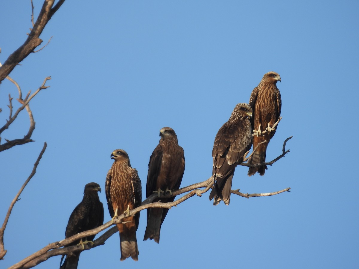 Black Kite - ML623976175