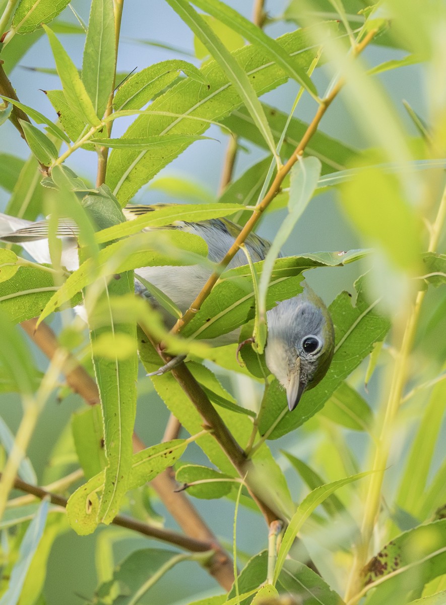 Chestnut-sided Warbler - Liz Pettit