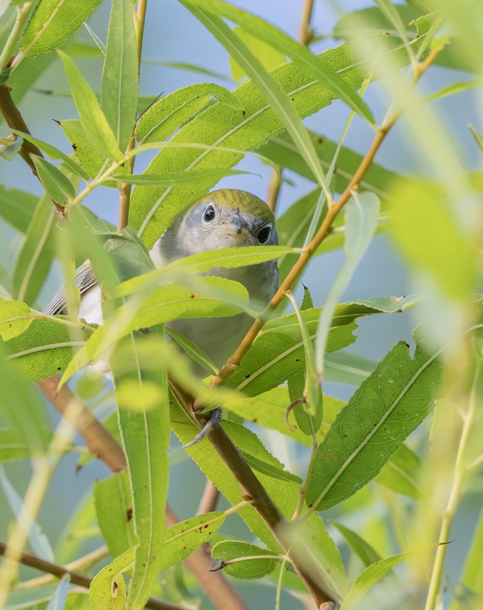 Chestnut-sided Warbler - ML623976178