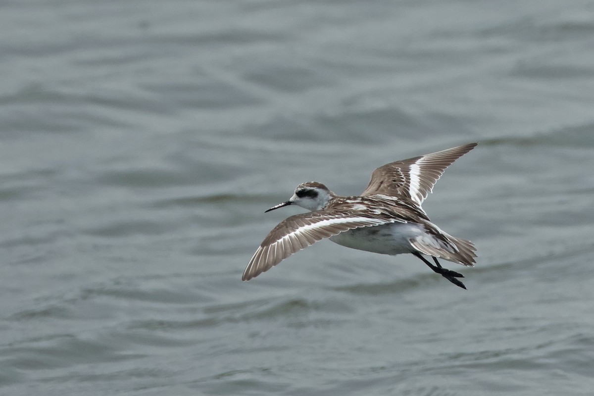 Phalarope à bec étroit - ML623976179