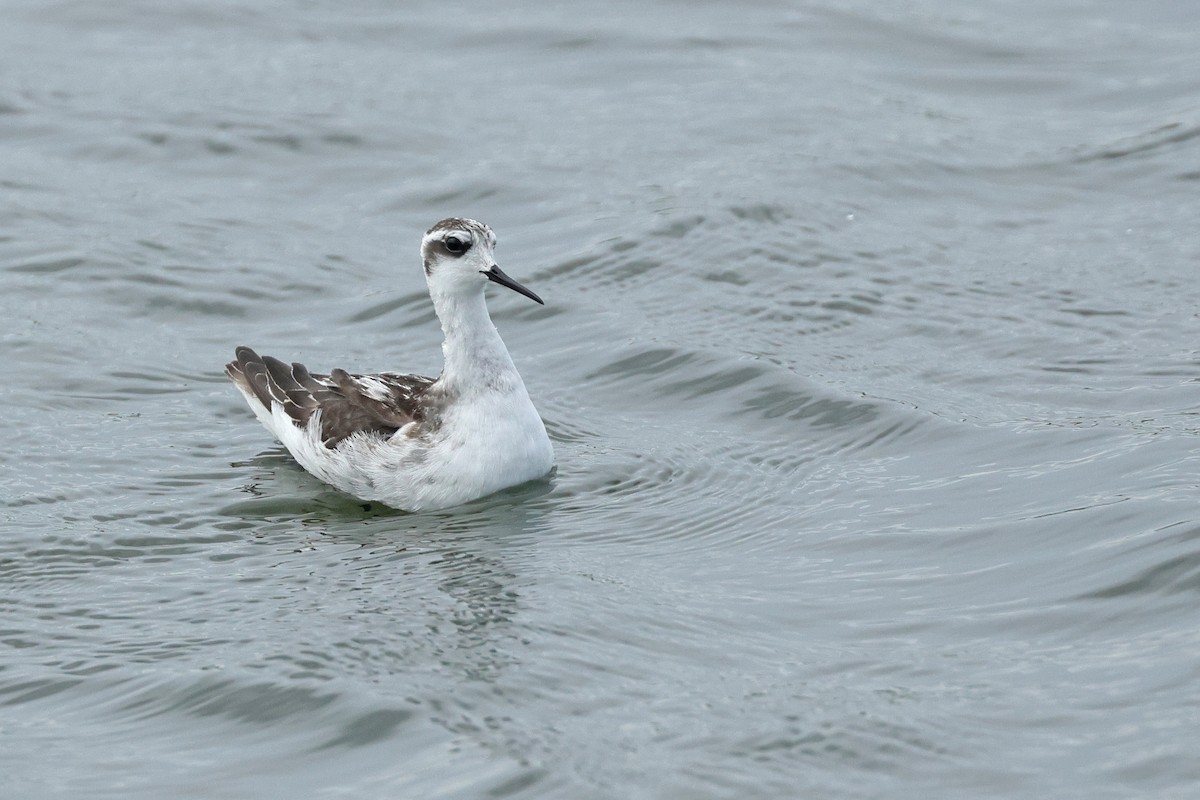 Phalarope à bec étroit - ML623976181