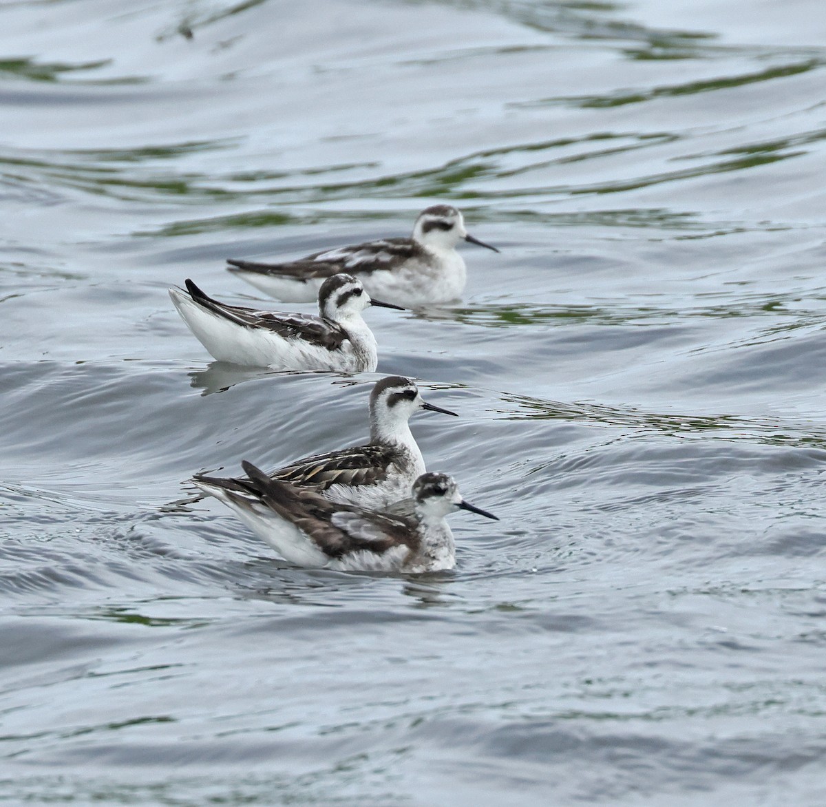 Red-necked Phalarope - ML623976182