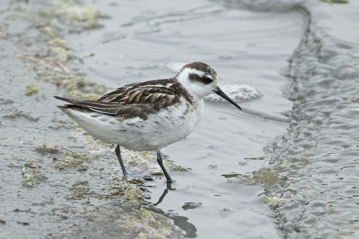 Red-necked Phalarope - ML623976183