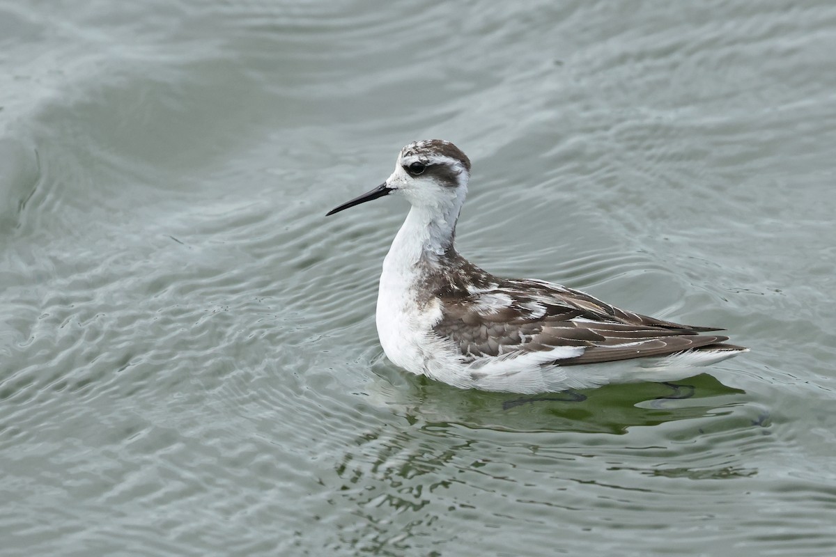 Phalarope à bec étroit - ML623976184