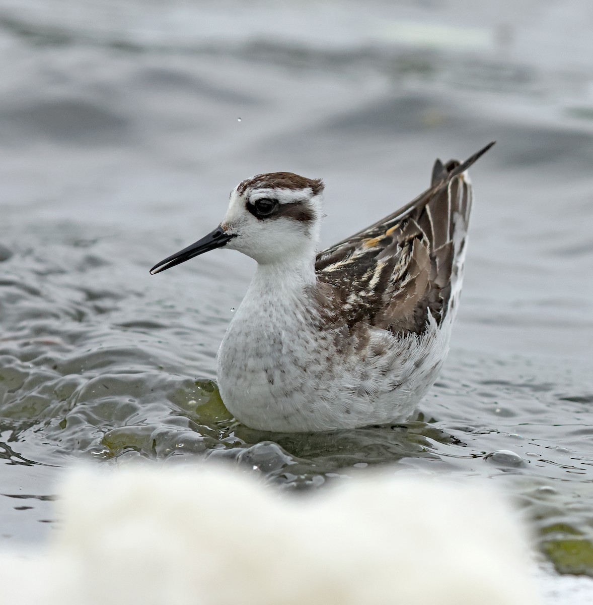 Phalarope à bec étroit - ML623976185