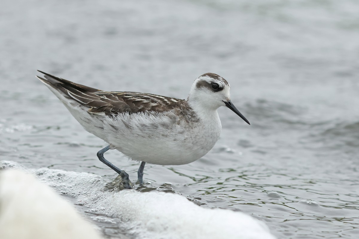 Red-necked Phalarope - ML623976186