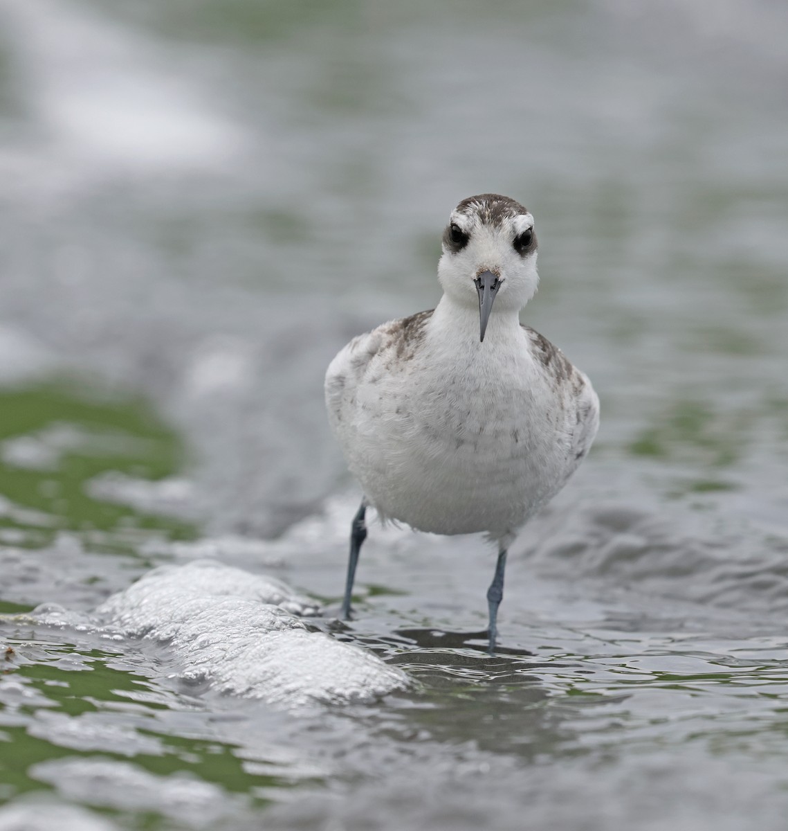 Phalarope à bec étroit - ML623976187